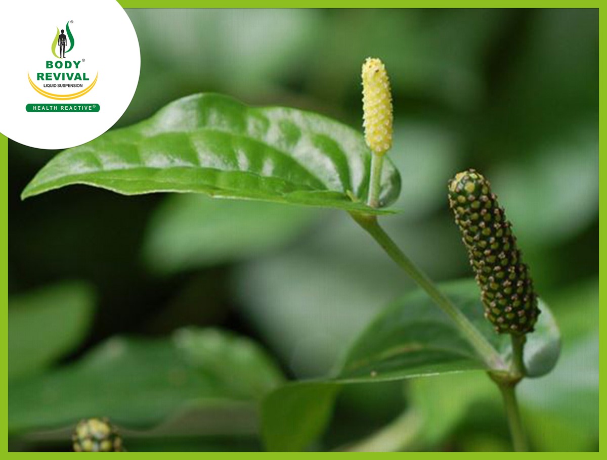 Pippali Churna Benefits, Uses For Weight Loss & Side Effects