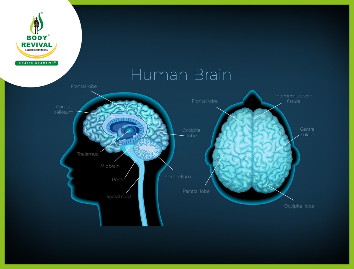 Top 10 Ayurvedic Herbs & Spices For Brain Health