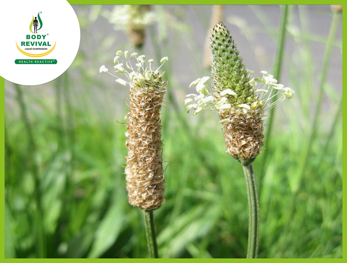 Top 10 Health Benefits & Uses of (Psyllium husk ) Isabgol Husk