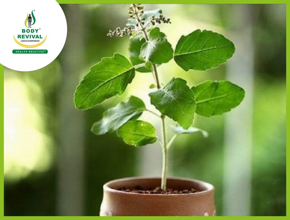 Krishna Tulsi – Health benefits & Medicinal Uses Of Fresh Leaves