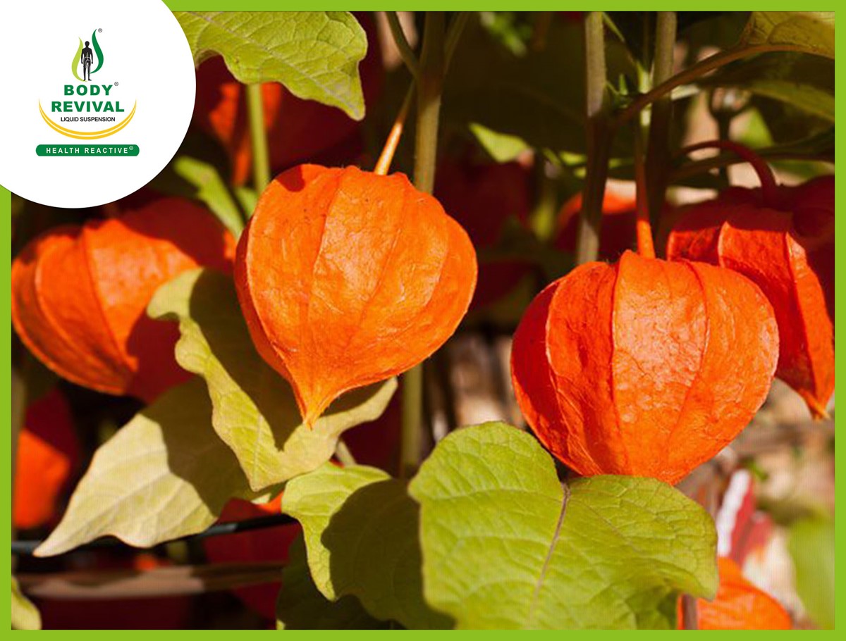 Ashwagandha Powder Benefits & Side Effects