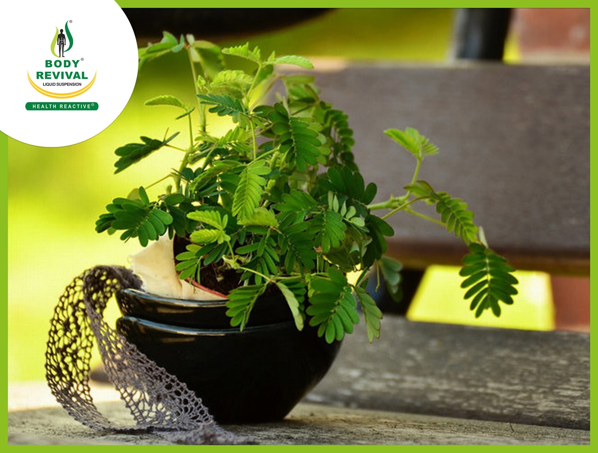 Health Benefits & Uses of (Touch Me Not Plant) Chui Mui