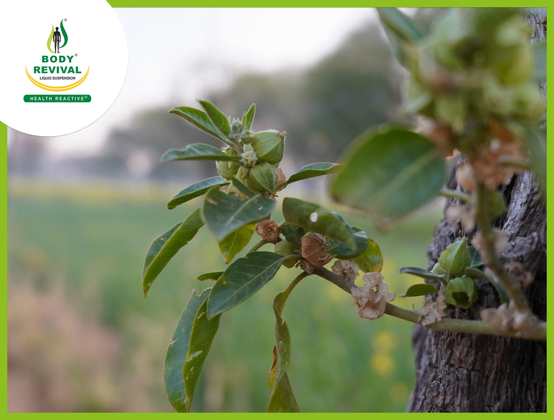 Top 7 Health Benefits of Ashwagandha