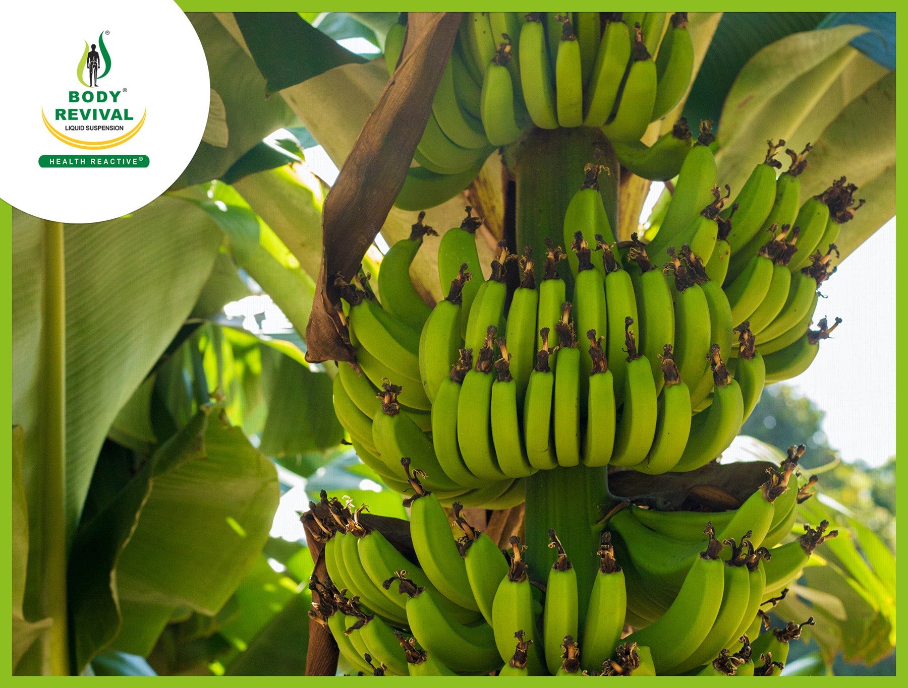 Banana Tree Medicinal Uses Of Flower, Stem, Leaves & Peel In Ayurveda