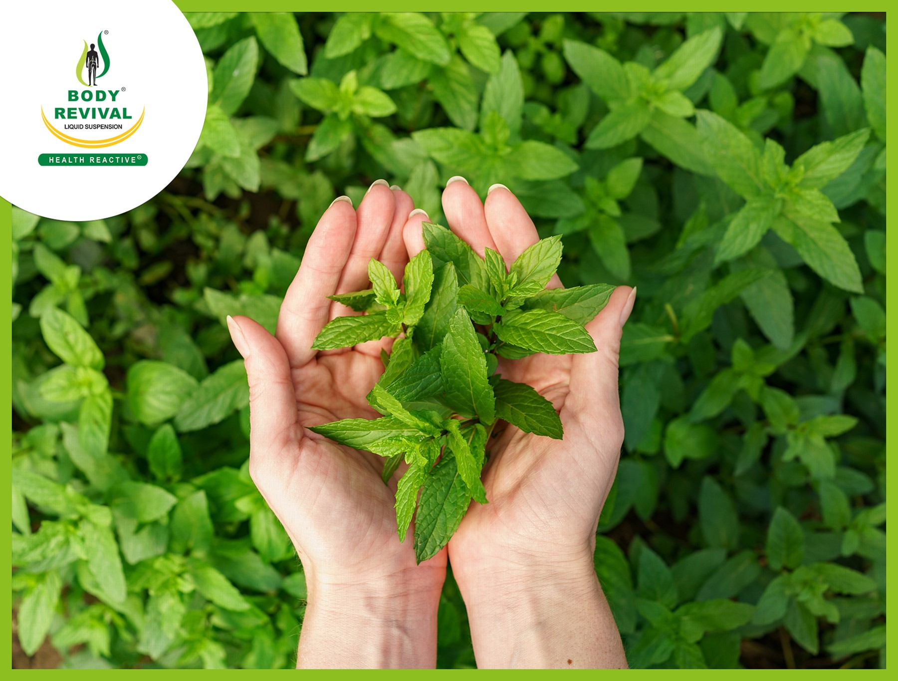 Top 10 Health Benefits Of Mint (Pudina)