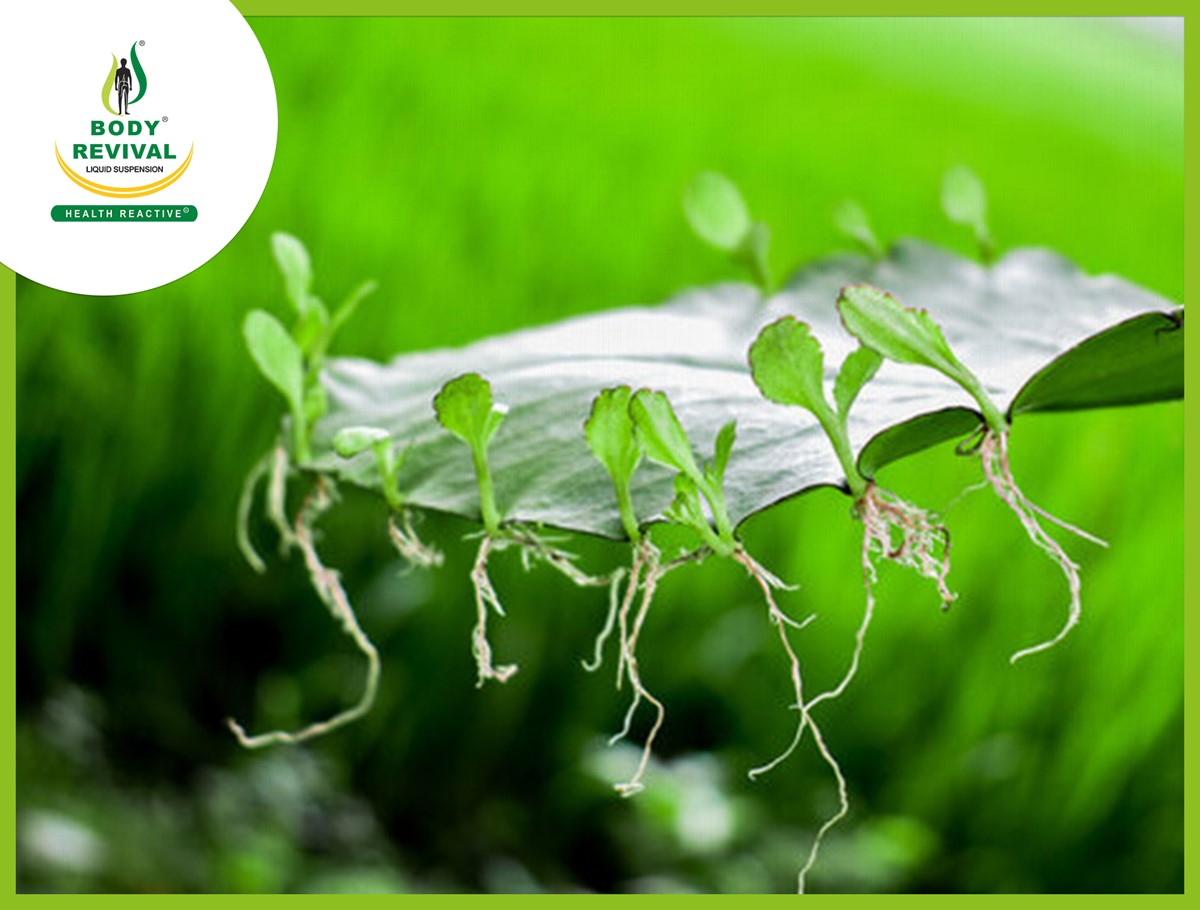 Patharchatta Plant (Bryophyllum) Benefits & How To Use It?