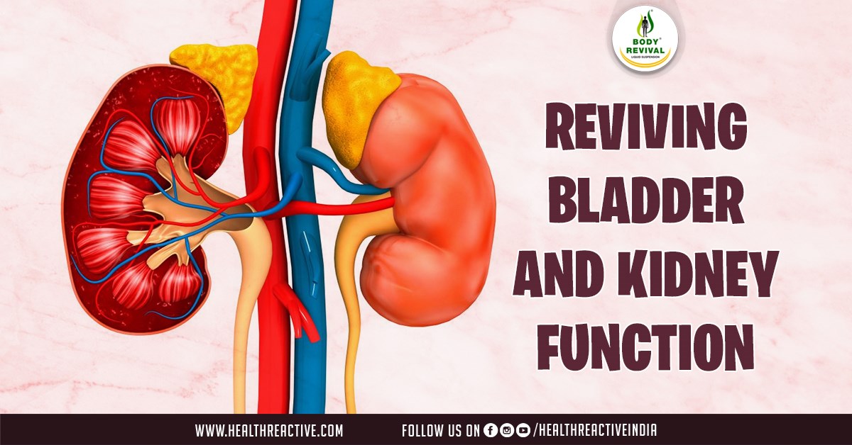 Ayurveda: A Natural Approach to Reviving Bladder and Kidney Function