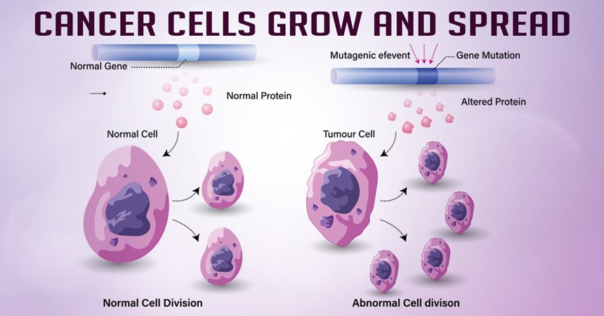 How do cancer cells grow and spread?