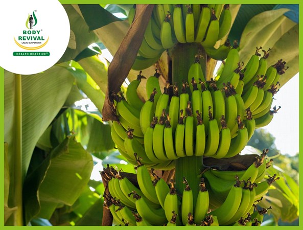 Banana Tree Medicinal Uses Of Flower, Stem, Leaves & Peel In Ayurveda