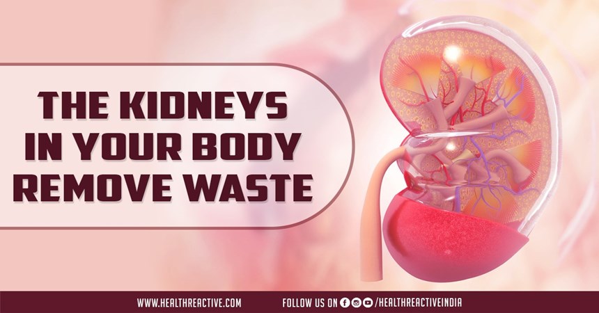 The kidneys in your body remove waste